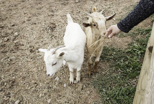Fondling a goat on a farm, detail of a mammal, large producer