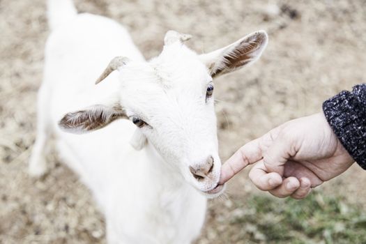 Fondling a goat on a farm, detail of a mammal, large producer