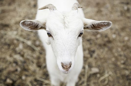 Small goat on a farm, detail of a mammal animal, animal breeding