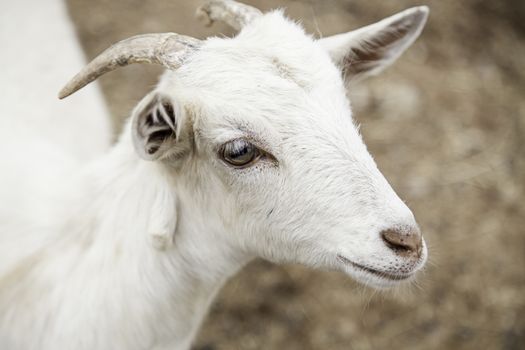 Small goat on a farm, detail of a mammal animal, animal breeding