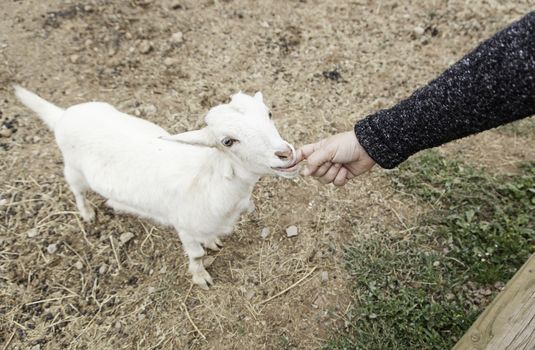 Fondling a goat on a farm, detail of a mammal, large producer
