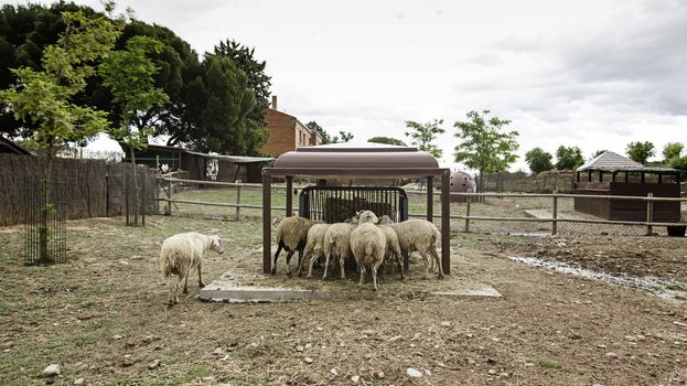 Sheep eating, detail of a sheep eating grass on a farm, wool and meat production