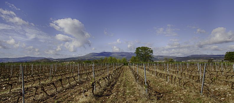 Vineyard, detail of some vineyards in the countryside, vineyards, wine
