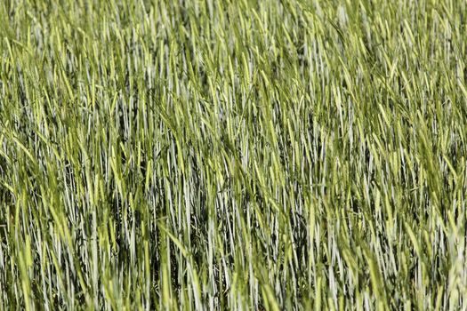 Wheat, field, detail of a cereal planting, food of healthy life