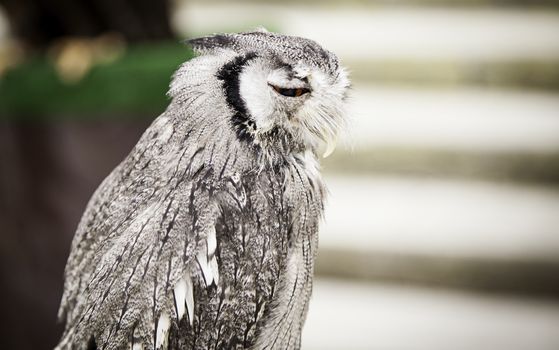 Wild owl, detail of a night bird, falconry