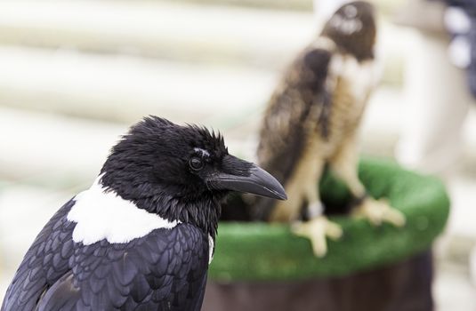 American black crow, detail of a wild bird, myth and superstition