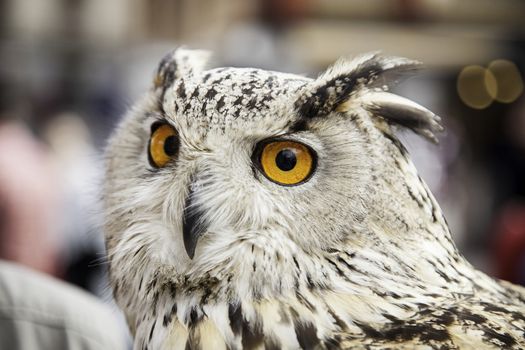 Owl, detail of a large wild bird, animal in nature, fly and freedom