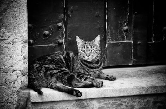 City street cat, detail of an animal in freedom, pet, feline