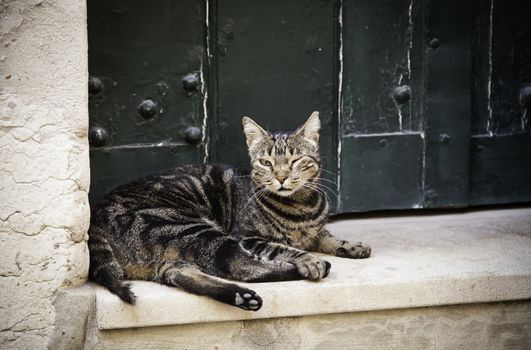 City street cat, detail of an animal in freedom, pet, feline