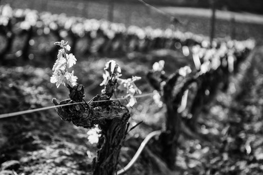 Vineyard, detail of some vineyards in the countryside, vineyards, wine