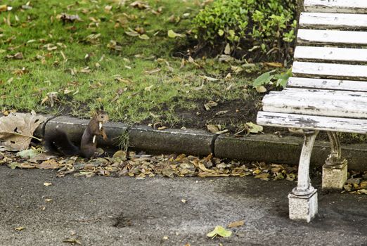 Squirrel in the park, detail of a wild animal, wildlife in the city