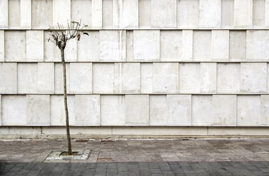 Modern facade with tree, photographic composition for architecture