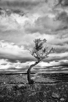 Tetric tree, detail of a tree branches, tetric, nature