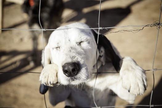 Dog abandoned behind bars, detail of a homeless pet, loneliness and pity