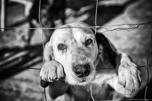Dog abandoned behind bars, detail of a homeless pet, loneliness and pity