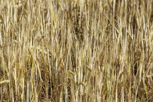 Wheat field, detail of a field of cereals in the nature