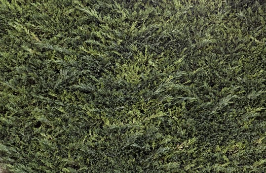 Pine background in a field