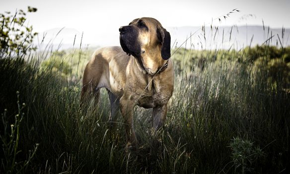 Dog hound in nature, detail of a domestic animal enjoying in nature