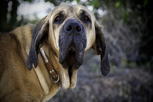 Dog hound in nature, detail of a domestic animal enjoying in nature