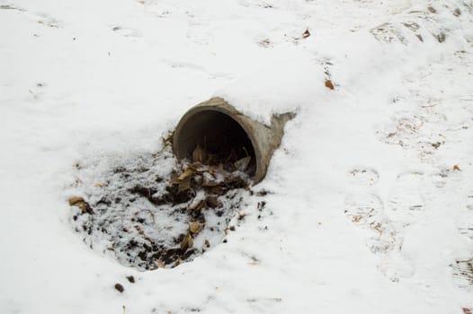 Cement sewer drain pipe, a hole with leaves and dirt, covered with the first snow.