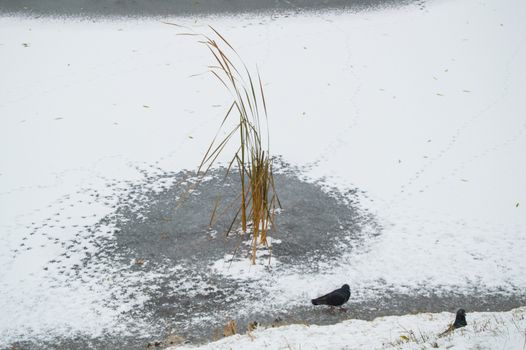 Frozen pond covered with the first snow in the city Park.