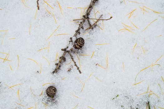 Branch with a bump lying on the snow, a place for text.