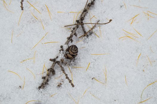 Branch with a bump lying on the snow, a place for text.