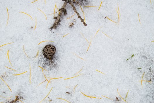 Branch with a bump lying on the snow, a place for text.