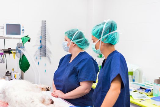 Veterinarian surgeons in operating room