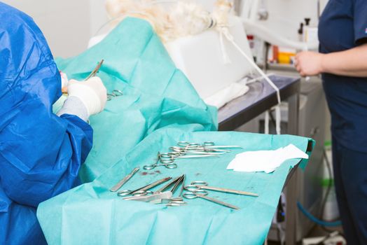 Veterinary surgeon operating a dog