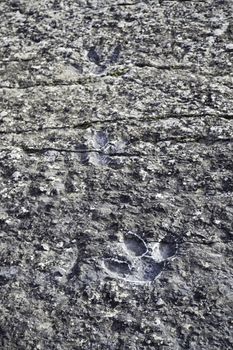 Dinosaur fossil footprints, detail of ancient prehistoric animal tracks, animal extinct