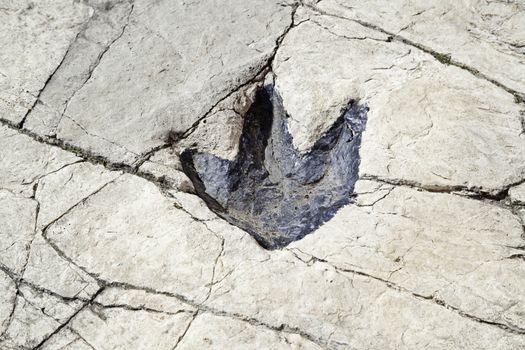 Fossilized dinosaur footprints, ancient archaeological find detailed, textured background, exploration