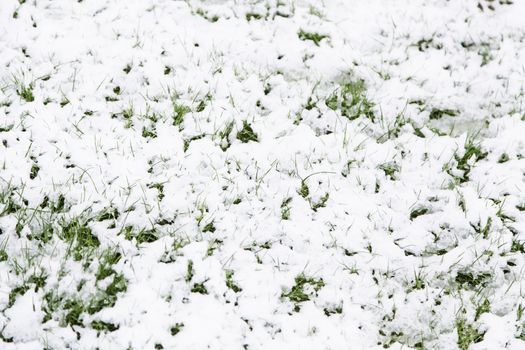 Grass snowy field in a field