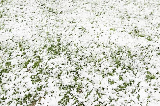Grass snowfall in the field, detail of a snowy winter, cold or ice