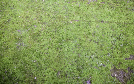 Moss on the ground, detail of green vegetation, textured background