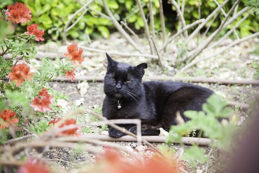 Wild black cat, detail of a pet resting