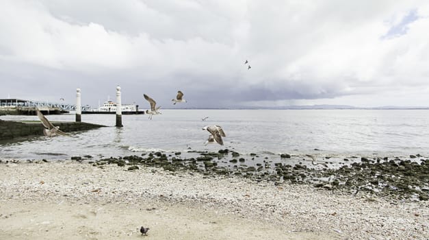 Seagull perched on a post in the sea, detail of a bird that lives in the sea, wild and free animal, beach