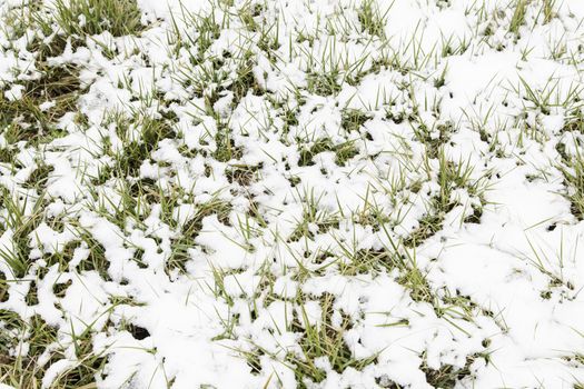 Grass snowy field in vinter