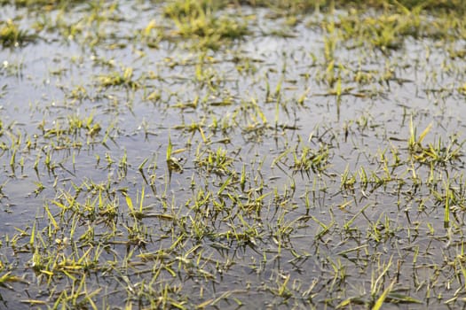 Grass in a pond, detail of a field in nature