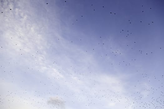 Birds flying in the sky, detail about birds in migration