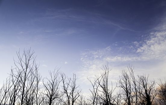 Tree branches backlit, detail of a tree in the field