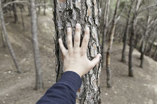 Male hand touching a tree, detail of love for nature, environment