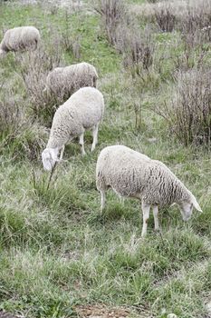 Flock of sheep in nature, animals by feeding mammals, wildlife