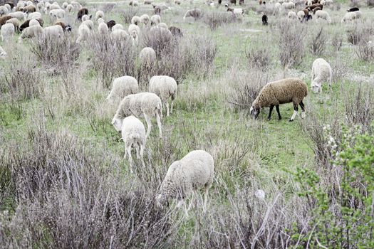 Flock of sheep in nature, animals by feeding mammals, wildlife
