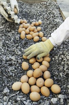 Eggs in a charcoal grilling, detail of how to cook some eggs, feed and food