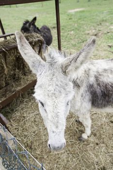 Donkey on a farm, detail of a domestic mammal