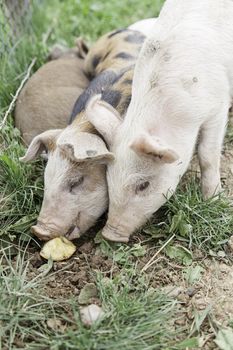 Small pigs on a farm, detail of mammals, wildlife