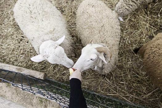 Sheep on a farm, detail of a mammal, farm animal, wool