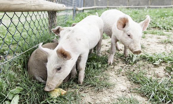 Small pigs on a farm, detail of mammals, wildlife