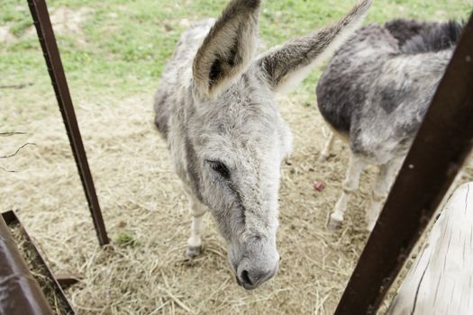 Donkey on a farm, detail of a domestic mammal